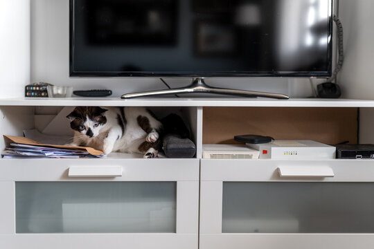gato blanco y negro se esconde en una gaveta debajo del televisor