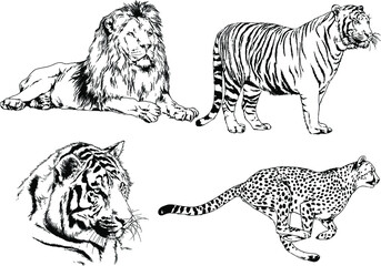 vector drawings sketches different predator , tigers lions cheetahs and leopards are drawn in ink by hand , objects with no background