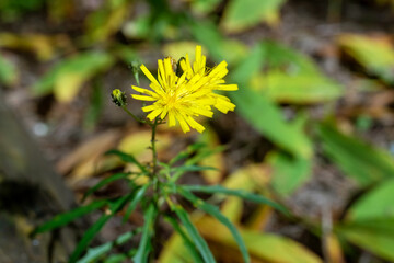 Bright yellow Hieracium flowers in the forest.