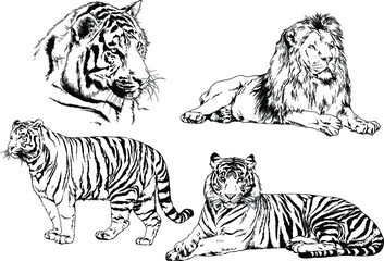 vector drawings sketches different predator , tigers lions cheetahs and leopards are drawn in ink by hand , objects with no background