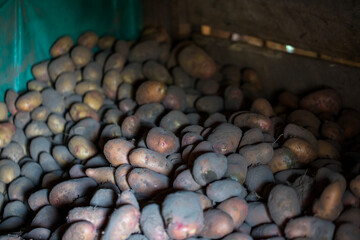 Raw fresh potatoes display and selling on the street market.