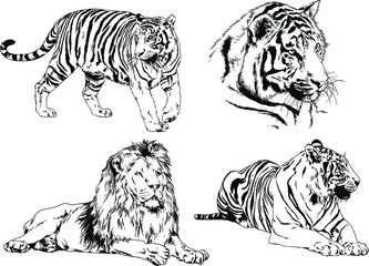 vector drawings sketches different predator , tigers lions cheetahs and leopards are drawn in ink by hand , objects with no background