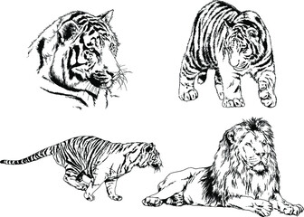 vector drawings sketches different predator , tigers, lions, cheetahs and leopards are drawn in ink by hand , objects with no background