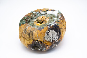 Rotten pumpkin covered with green and white mold on a white background