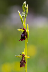 Orchidee Fliegen-Ragwurz Ophrys insectifera
