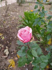 Beautiful and Natural Elegant Flowers you must look at