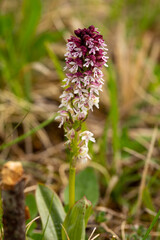 Brandorchis Brand-Knabenkraut Neotinea ustulata