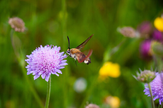 Ackerwitwenblume mit Schw&auml;rmer im Flug saugend
