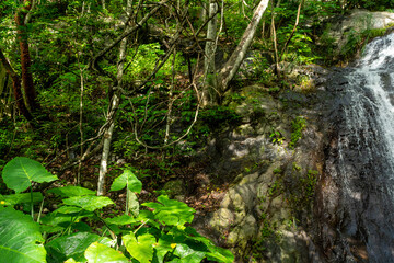 Fototapeta premium la sidra