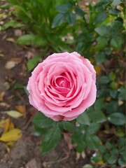 Beautiful and Natural Elegant Flowers you must look at