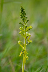 Orchidee Großes Zweiblatt Listera ovata