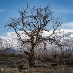 dead tree in the mountains 