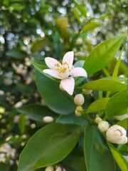 Beautiful and Natural Elegant Flowers you must look at