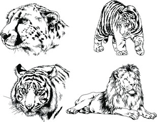 vector drawings sketches different predator , tigers, lions, cheetahs and leopards are drawn in ink by hand , objects with no background