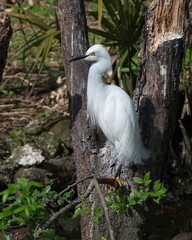 Snowy Egret Stock Photos.  Snowy Egret bird close-up profile view with fluffy feather wings. Picture. Portrait. Image. Photo.