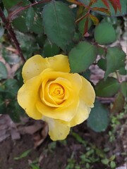 Beautiful and Natural Elegant Flowers you must look at