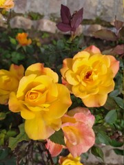 Beautiful and Natural Elegant Flowers you must look at