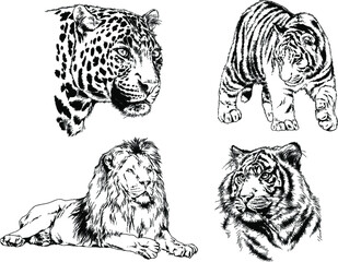 vector drawings sketches different predator , tigers, lions, cheetahs and leopards are drawn in ink by hand , objects with no background