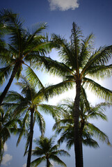 Obraz na płótnie Canvas Palm trees and sky in Honolulu