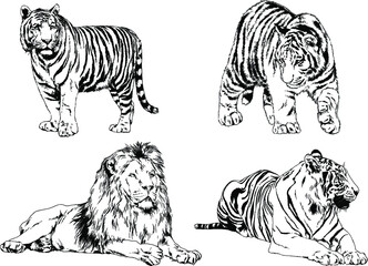 vector drawings sketches different predator , tigers, lions, cheetahs and leopards are drawn in ink by hand , objects with no background