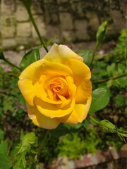 Beautiful and Natural Elegant Flowers you must look at