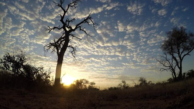 Ground view, cloud timelapse of Bushveld, Africa during a beautiful golden sunset.