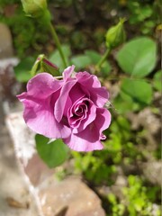 Beautiful and Natural Elegant Flowers you must look at