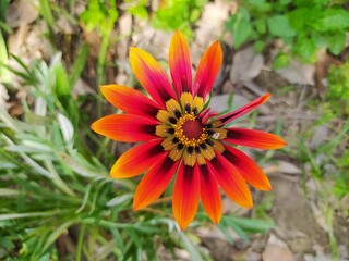 Beautiful and Natural Elegant Flowers you must look at