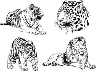 vector drawings sketches different predator , tigers, lions, cheetahs and leopards are drawn in ink by hand , objects with no background