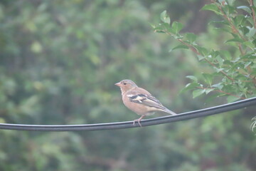 Common chaffinch (Fringilla coelebs) standing on a wire with a beautiful dark green camouflage-like background. Close-up of a bird standing on a wire at eye level with calm camouflage background.