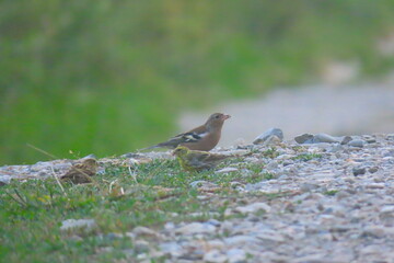 European serins (Serinus serinus) and common chaffinches (Fringilla coelebs) eating food from a rocky surface with grass