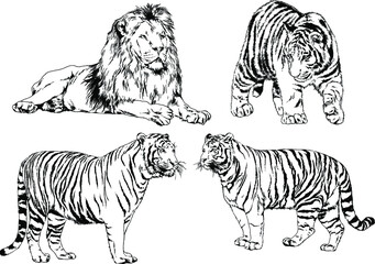 vector drawings sketches different predator , tigers, lions, cheetahs and leopards are drawn in ink by hand , objects with no background