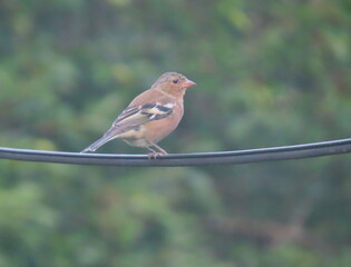 Common chaffinch (Fringilla coelebs) standing on a wire with a beautiful dark green camouflage-like background. Close-up of a bird standing on a wire at eye level with calm camouflage background.