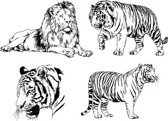 vector drawings sketches different predator , tigers, lions, cheetahs and leopards are drawn in ink by hand , objects with no background