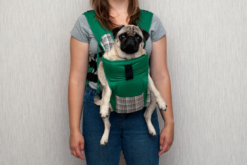 Cute dog pug sitting in the ergo device babycarrier or sling kangaroo carrier. Pet dog like a baby....