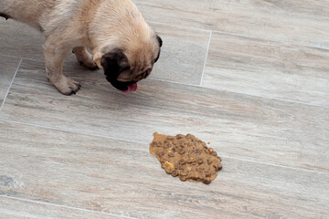 Dog pug vomit in the living room on the floor, sick dog vomitted to cure itself