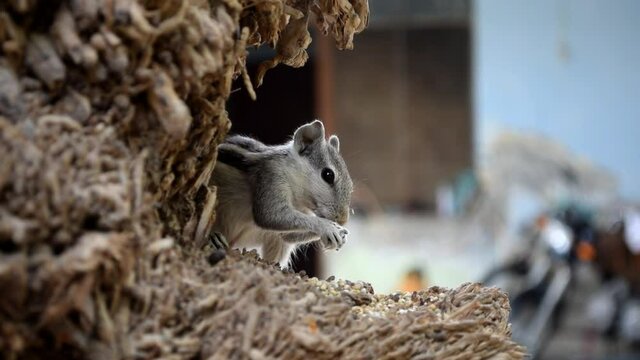 Asian gray squirrel on dates tree palm close up wildlife animal chipmunk eating seed, mammal rodents fauna natural plants leaf background wallpaper video