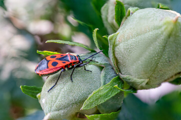 Pyrrhocoris apterus Nahaufnahme, Feuerwanze, die auf einer Pflanze sitzt. Makroaufnahme