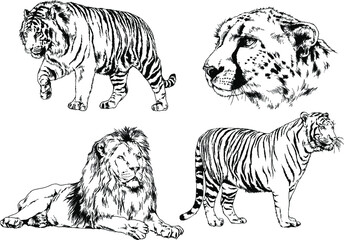 vector drawings sketches different predator , tigers, lions, cheetahs and leopards are drawn in ink by hand , objects with no background