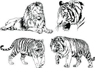 vector drawings sketches different predator , tigers, lions, cheetahs and leopards are drawn in ink by hand , objects with no background