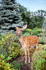 Little sika deer in garden. Wild animals. Little cute spotted deer 