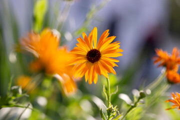 Orange calendula blooms