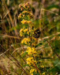 Bee on a wildflower