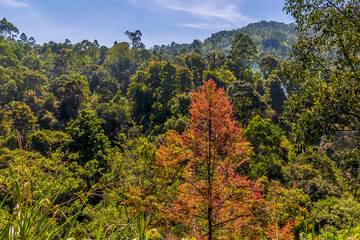 A view across jungle canopy near Nuwara Eliya in Sri Lanka, Asia