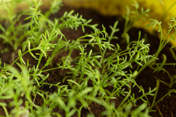 Manzanilla, brotes, plantas, germinados, huerta