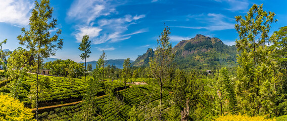 A view across the tea plantations in the highlands of Sri Lanka, Asia