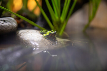 A TIny Vibrant Green Frog On A Rock