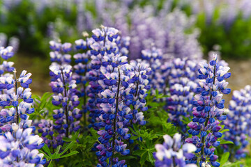 closeup of a purple flower bunch with green leaves