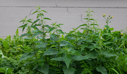 Fresh nettle leaves. Thickets of nettles. Medicinal plant. Green leaves background