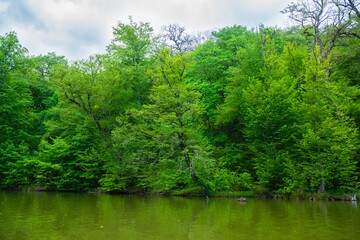 Parz Lich (Clear Lake) with forest, Armenia